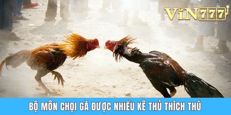Bộ môn chọi gà được nhiều kê thủ thích thú